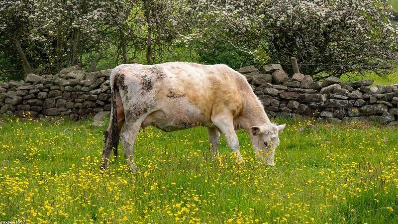 शहर के पार्कों का होगा कायाकल्प, लगेंगे ओपन जिम